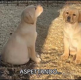 Vendita cuccioli Labrador EXPO MIELE e NERO