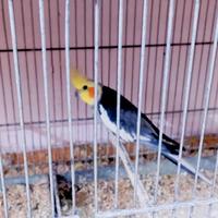 Calopsita Ancestrale Maschio