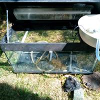 acquario acqua dolce