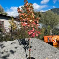 Liquidambar h200 cm