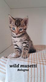 Cuccioli gatti Bengala