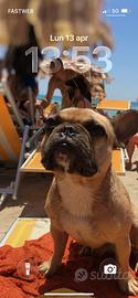 Bulldog francese Toy disponibile per accoppiamento