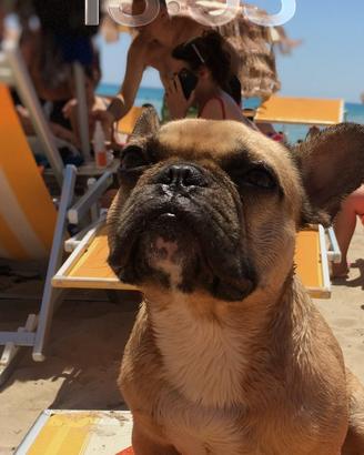 Bulldog francese Toy disponibile per accoppiamento