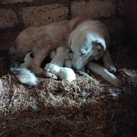 Cuccioli di maremmano abruzzese