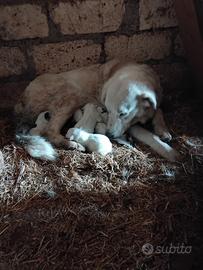 Cuccioli di maremmano abruzzese