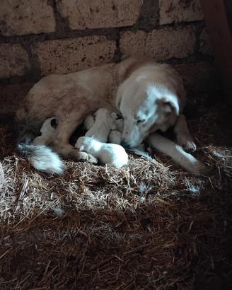 Cuccioli di maremmano abruzzese