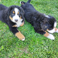 Cucciole bovaro del bernese