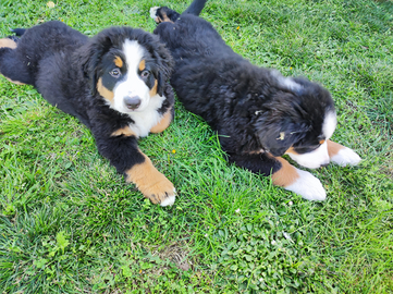 Cucciole bovaro del bernese