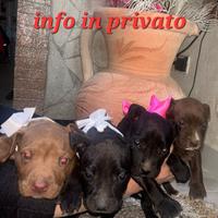 Cuccioli di PIT BUL RED NUS ORIGINALI