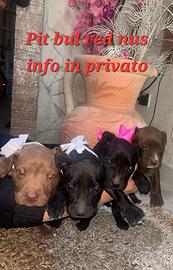 Cuccioli di PIT BUL RED NUS ORIGINALI