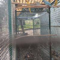 Parrocchetti dal collare