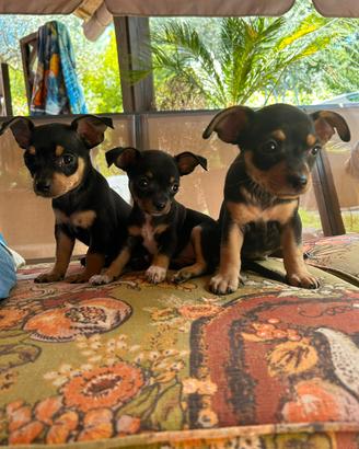 Pinscher