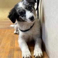 Cuccioli di border collie