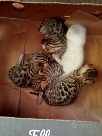 Bengala gatti cuccioli