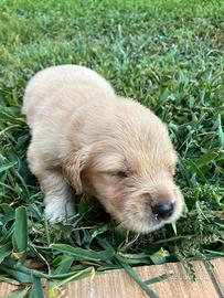 Splendidi cuccioli di Golden Retriever