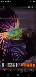 Betta unici