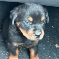 Cuccioli Rottweiler