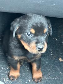 Cuccioli Rottweiler