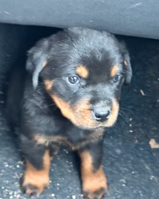 Cuccioli Rottweiler