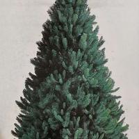 Albero di Natale  Ciuffolotto