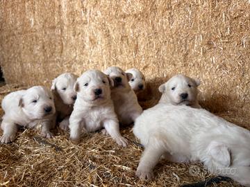 Cuccioli maremmano pastore abruzzese