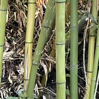 Bambú Moso gigante altezza 2/2,5/3/4 mt - Ø5-8cm