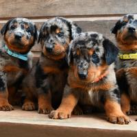 Cuccioli BEAUCERON arlecchino in arrivo