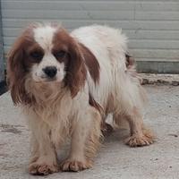 Cavalier king Charles spaniel pedigree enci