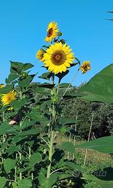 Terreno Agricolo Recintato con Ulivi a SESTU