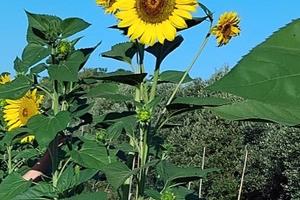 Terreno Agricolo Recintato con Ulivi a SESTU