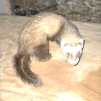 Baby furetti