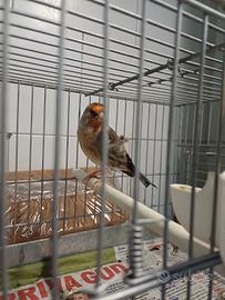 Incardellato canto Gargano di 4 anni