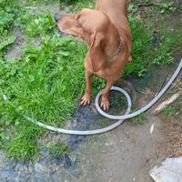 Segugi italiani a pelo raso da seguita