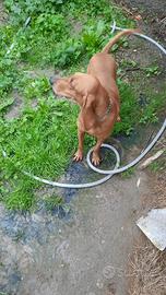 Segugi italiani a pelo raso da seguita