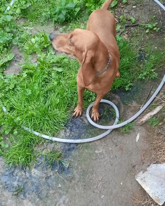 Segugi italiani a pelo raso da seguita