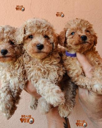 Cuccioli di barboncino mini toy