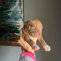 Cucciole di amstaff