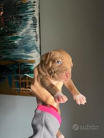 Cucciole di amstaff