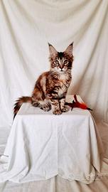 Dolcissima Maine Coon tg XXL con pedigree Anfi