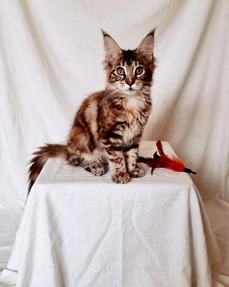 Dolcissima Maine Coon tg XXL con pedigree Anfi