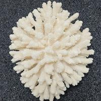 Corallo colore Panna da decorazione, oltre 700 gr