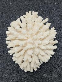 Corallo colore Panna da decorazione, oltre 700 gr