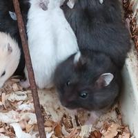 Criceti russi disponibili