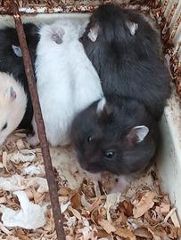 Criceti russi disponibili