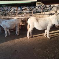 Asino bianco dell'asinara