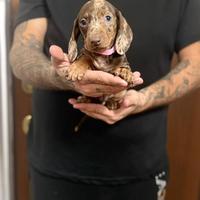 Cuccioli di bassotti nani kaninchen Arlecchino