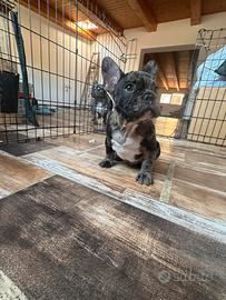 Bulldog Francese merlè