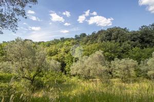 TER. AGRICOLO A PALOMBARA SABINA
