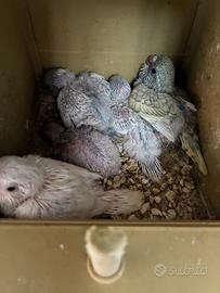 Cocorite varie colorazioni