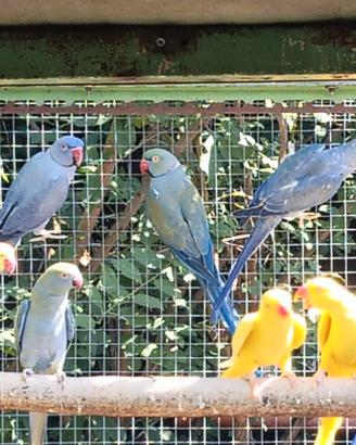 Parrocchetti dal collare